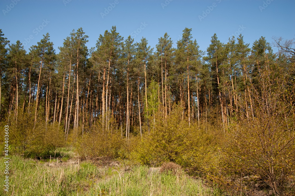 the edge of a pine forest with green grass and blue skies the edge of a pine forest with green grass and blue skies