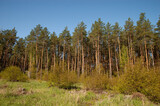 the edge of a pine forest with green grass and blue skies