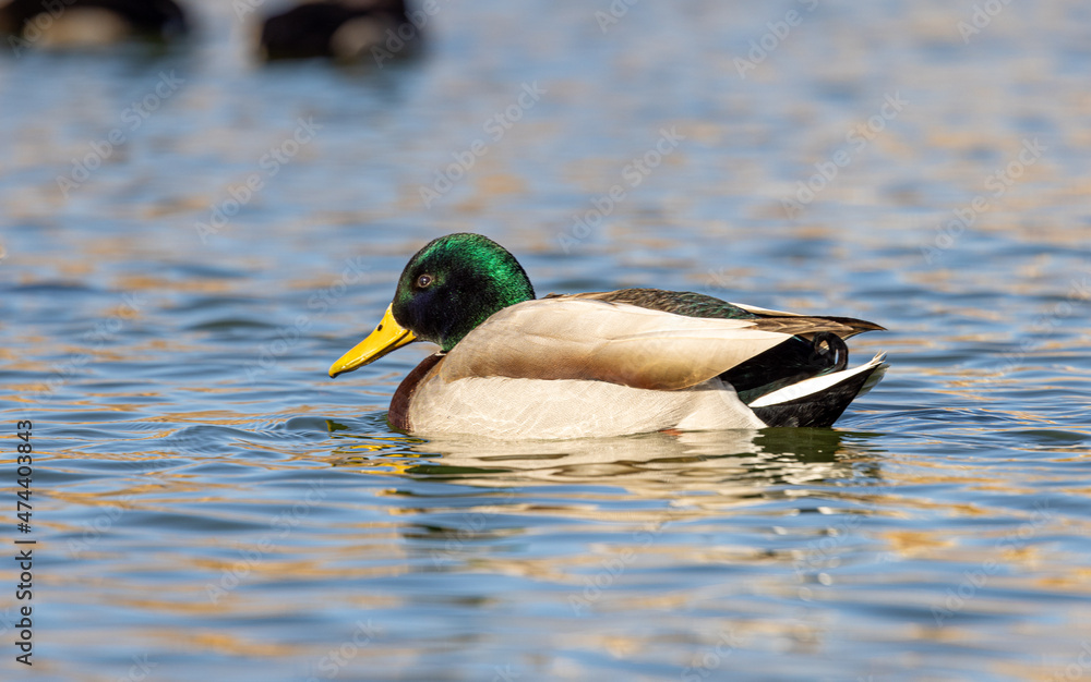 Fototapeta premium Drake Mallard Duck Reflected in a Lake