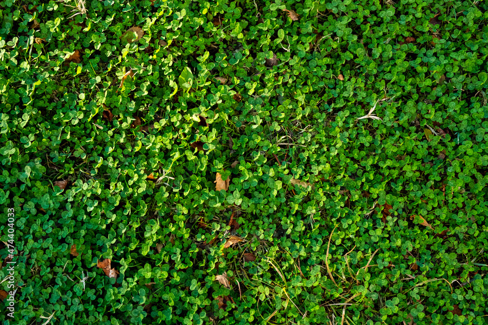 Background with green clover leaves for Saint Patrick's day. Shamrock as a symbol of good luck. Background with green clover leaves for Saint Patrick's day. Shamrock as a symbol of good luck.