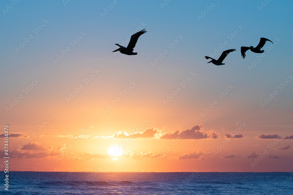 Pelicans flying over the ocean early in the morning. Sunrise in orange.