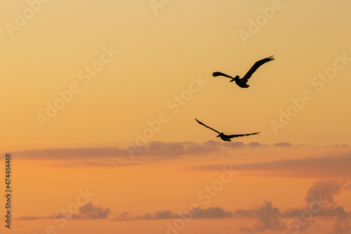 Pelicans flying over the ocean early in the morning. Sunrise in orange.
