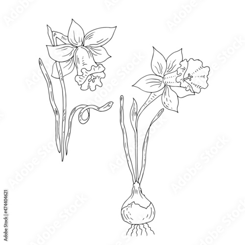 Narcissus flower with bulb. Vector linear illustration.