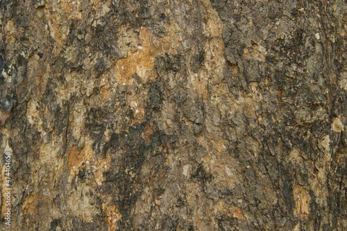 Bark pattern is seamless texture from tree. For background wood