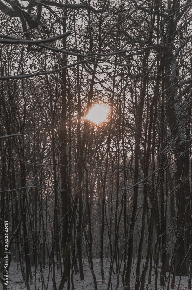 A ray of sunshine in the branches of trees