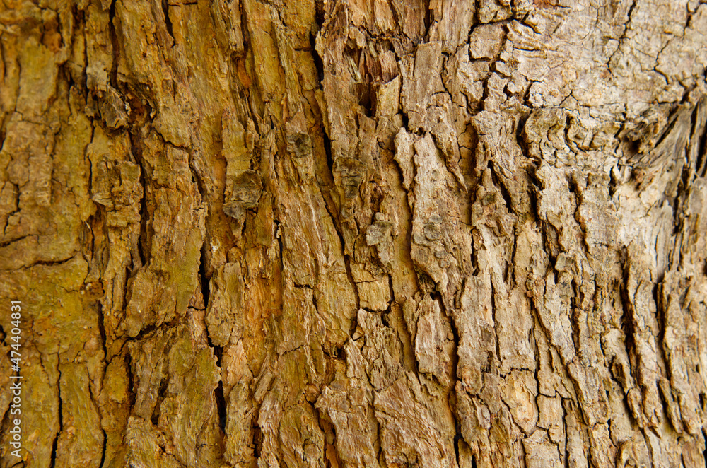 Select focus blurred pattern seamless texture from Bark tree. For background wood work, Bark of brown hardwood, thick bark hardwood, residential house wood. nature, trunk, tree, bark, hardwood, trunk Select focus blurred pattern seamless texture from Bark tree. For background wood work, Bark of brown hardwood, thick bark hardwood, residential house wood. nature, trunk, tree, bark, hardwood, trunk