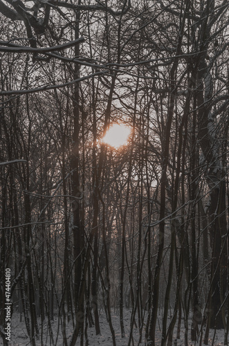 Obraz na płótnie A ray of sunshine in the branches of trees w salonie