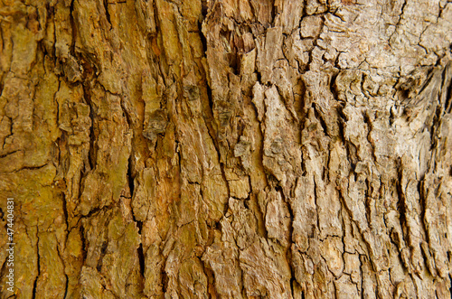 Select focus blurred pattern seamless texture from Bark tree. For background wood work, Bark of brown hardwood, thick bark hardwood, residential house wood. nature, trunk, tree, bark, hardwood, trunk