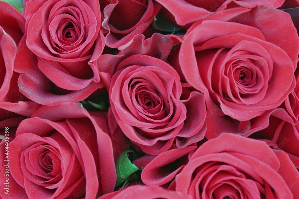 bouquet of roses bouquet of roses