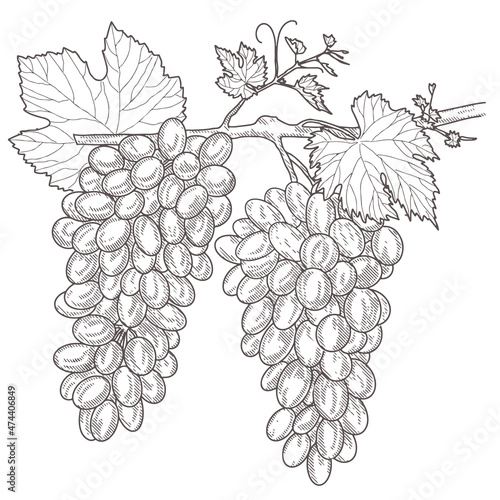 Grape wine, grapes and vines - vector engraved illustration. Vintage bunch of grapes