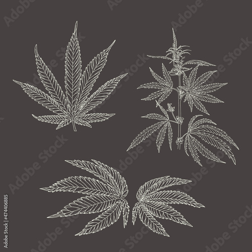 Wallpaper Mural Hemp, cannabis leaves and stems. A set of sketches of the cannabis plant Torontodigital.ca