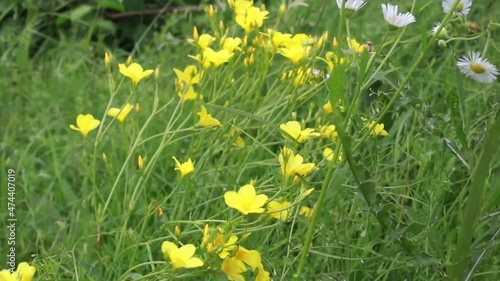 Linum flavum, the golden flax or yellow flax flowers growing in Europe. Honey and medicinal plants. Golden flax or yellow flax flowers with green
 photo