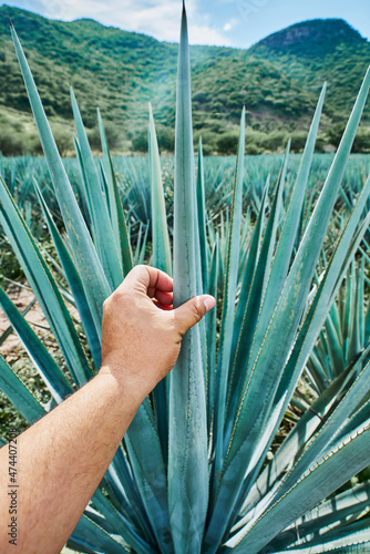 Blue agave plantation in the field to make tequila