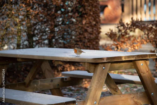 Robin on the bench covered in frost photo