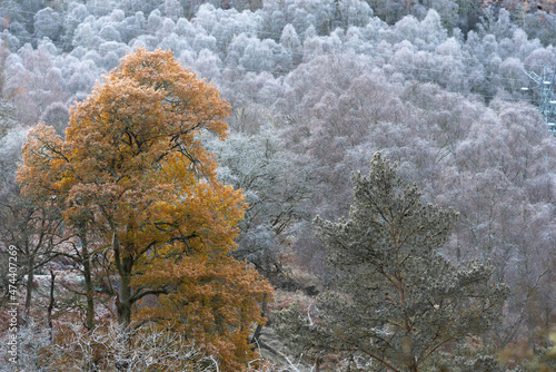 Frost on the trees in Glen Tilt and Glen Garry photo