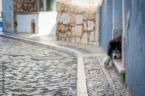 Dog asleep in the street, Faro, Portugal