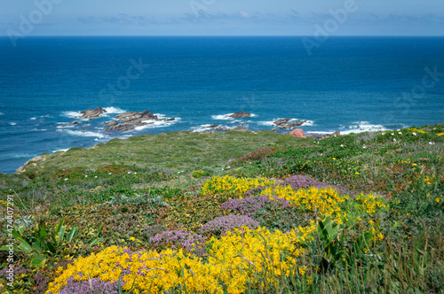 Spring bloom on Atlantic coast, Alentejo, Portugal
