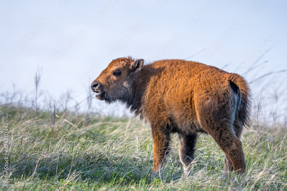 Fototapeta premium Red Dogs in the field of Custer State Park, South Dakota