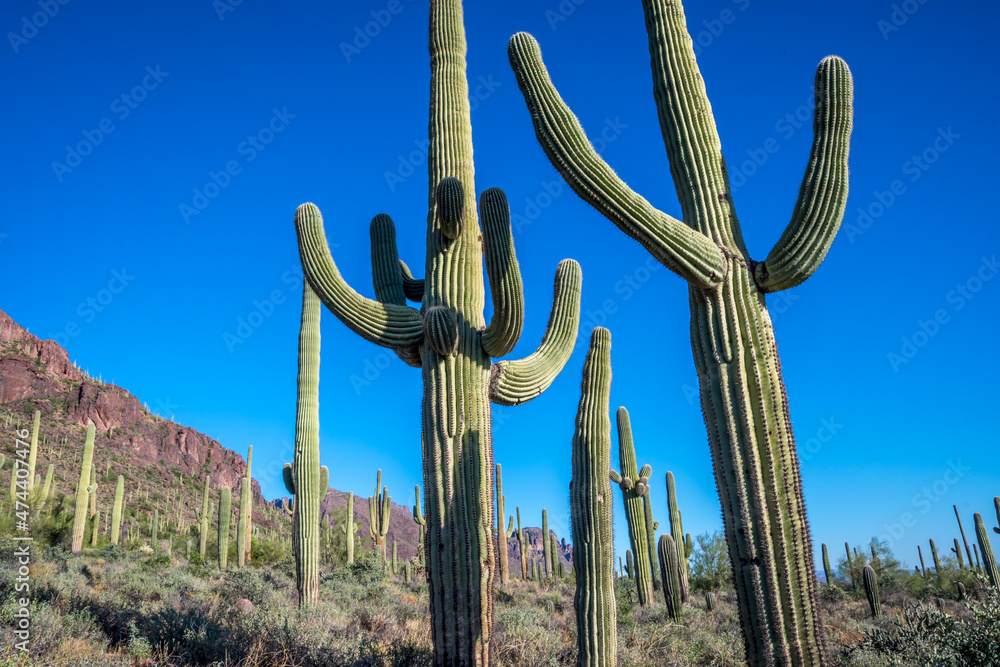 A long slender Saguaro Cactus in Apache Junction, Arizona
