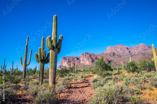 A long slender Saguaro Cactus in Apache Junction, Arizona