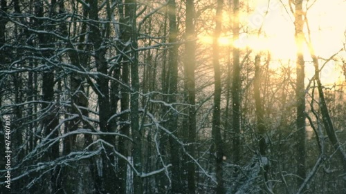 Wallpaper Mural Heavy snowfall at sunny forest. Beautiful winter landscape of snow and blurred trees background. Slow Motion 200 fps of falling snowflakes. Sun and snowy weather, frosty cold day. Yellow warm Sunlight Torontodigital.ca