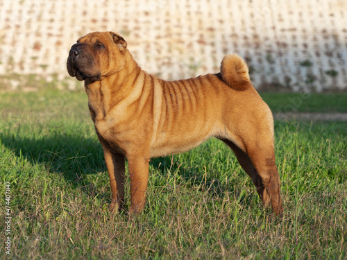 Fotografie Head of Shar Pei brown adult Chinese purebred dog standing