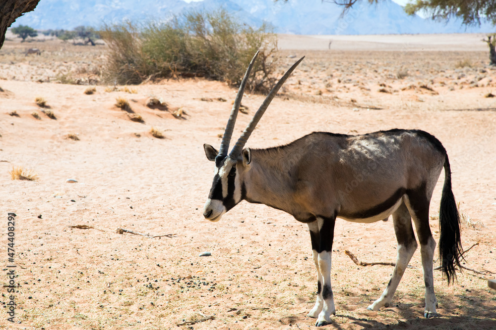 Beautiful orix in the Namib desert. Large horns. Namibia Beautiful orix in the Namib desert. Large horns. Namibia