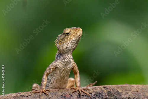 Garden Lizard