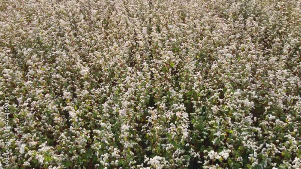 Aerial flying above stunning beautiful fields with buckwheat blossom. Wonderful drone video above white flowers for ecological concept Aerial flying above stunning beautiful fields with buckwheat blossom. Wonderful drone video above white flowers for ecological concept