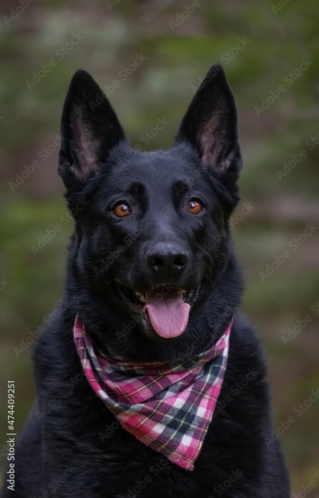 Black German Shepherd. 