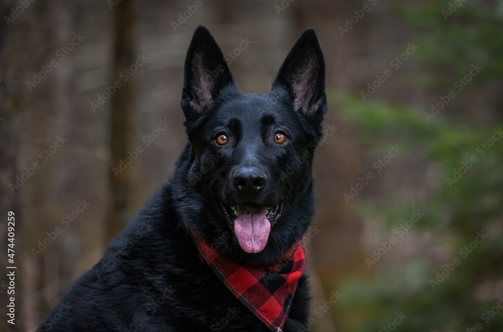 Black German Shepherd. 