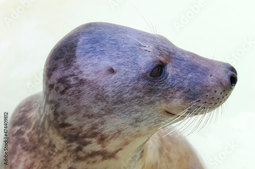 Halichoerus grypus Grey Seal in portrait mode
