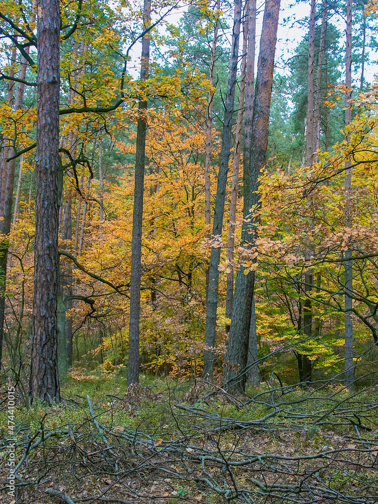 Polish forest, wild nature of Poland, wandering around Poland, county podkarpackie, Poland