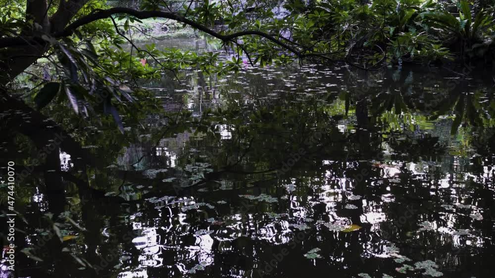 The water surface of the pond. The water is turbid, with fish and floating leaves in the water. There are pedestrians passing by in the distance. The water surface of the pond. The water is turbid, with fish and floating leaves in the water. There are pedestrians passing by in the distance.