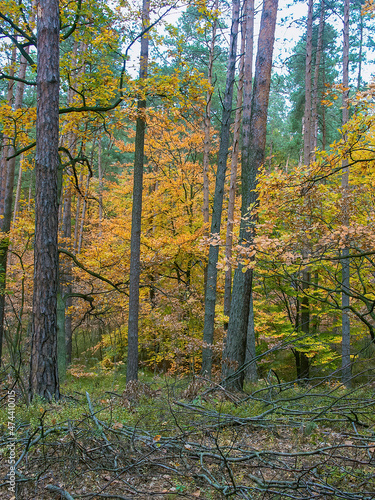 Polish forest, wild nature of Poland, wandering around Poland, county podkarpackie, Poland
