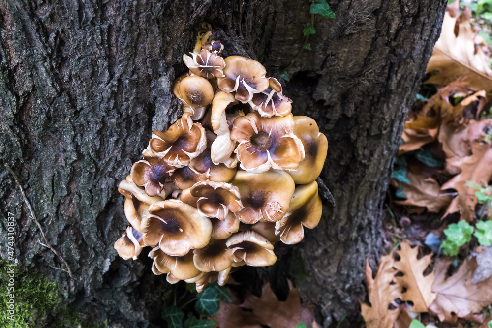 Mushrooms on the tree. Group of mushrooms growing on a tree trunk. Selective focus. Mushrooms on the tree. Group of mushrooms growing on a tree trunk. Selective focus.