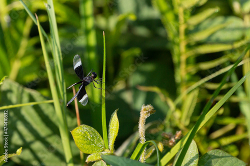 Pied paddy Skimmer Dragonfly