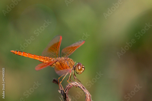 Ditch Jewel Dragonfly