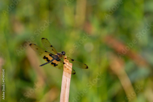 Common Picture wing Dragonfly