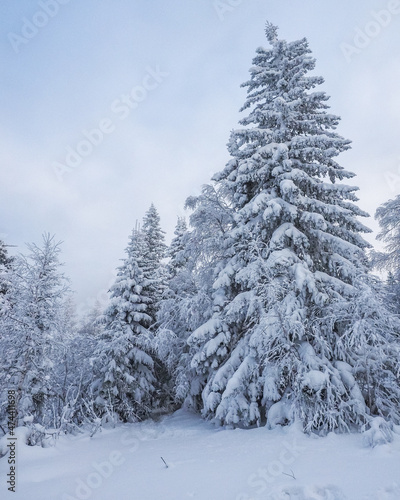 Very beautiful snowy winter forest after a snowfall. It's Christmas time.