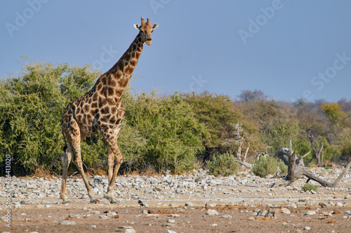 Canvas Print Angolan giraffe (Giraffa camelopardalis angolensis) in African steppe, Namibia,