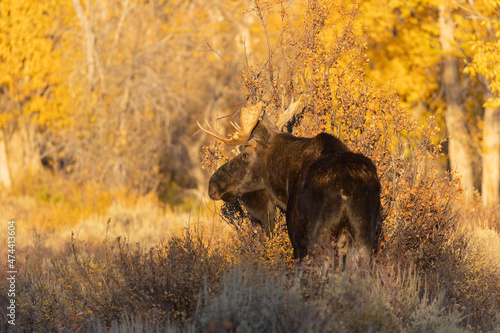 Bull Shiras Moose in Grand Teton National Park Wyoming in Autumn