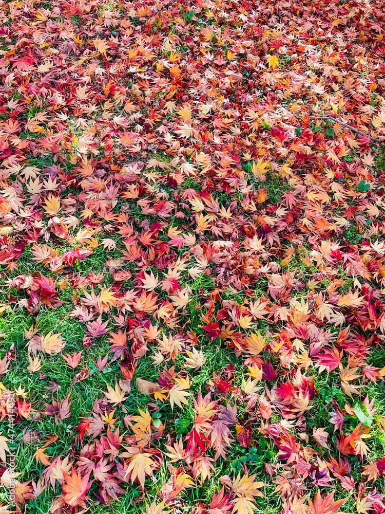 red and yellow autumn leaves