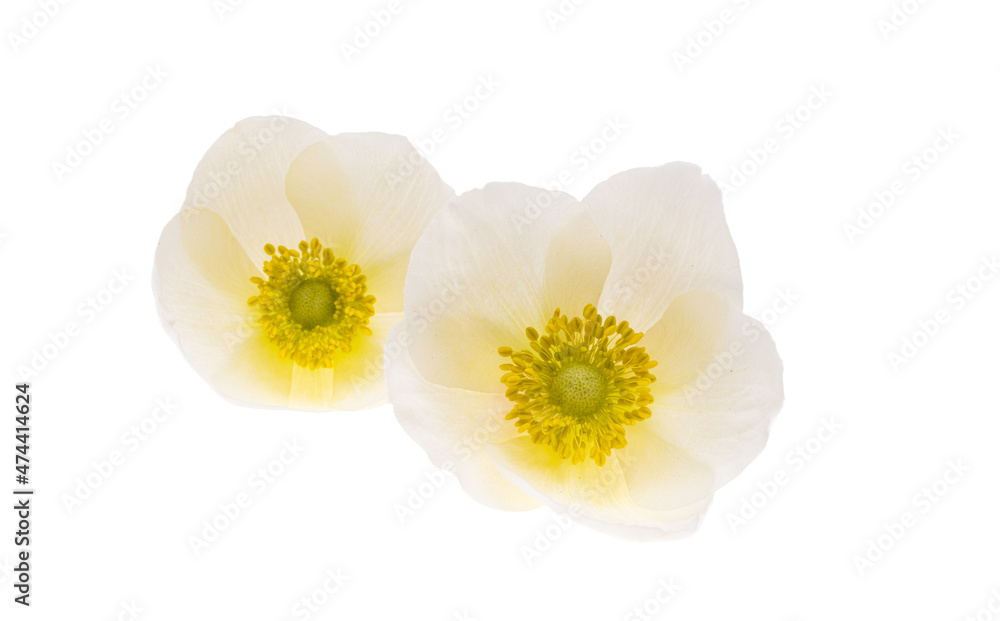Obraz premium hellebore flower isolated