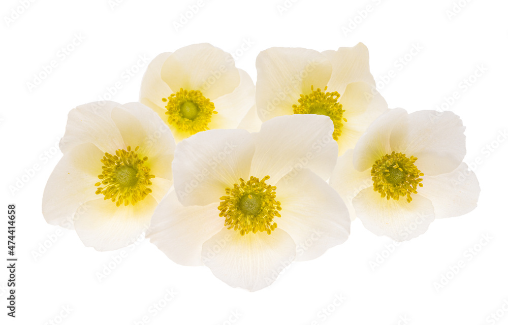 Fototapeta premium hellebore flower isolated