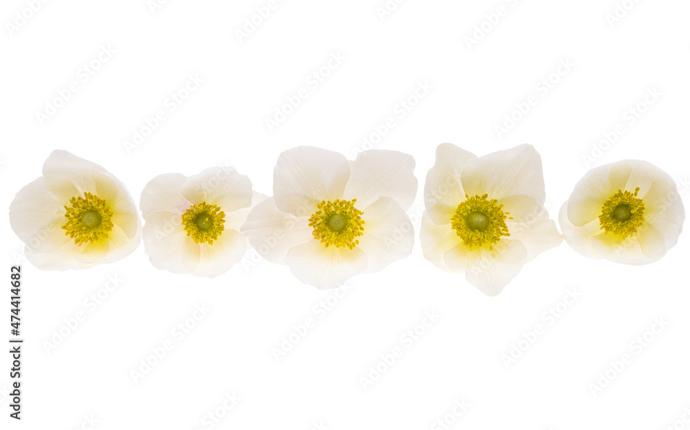 Obraz premium hellebore flower isolated