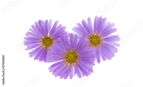 perennial aster isolated