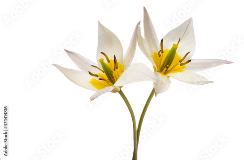 wild tulip flower isolated
