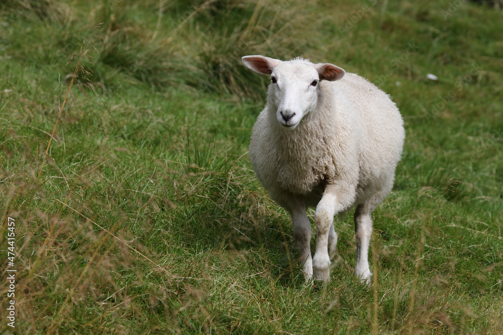 Obraz premium Schaf / Sheep / Ovis.