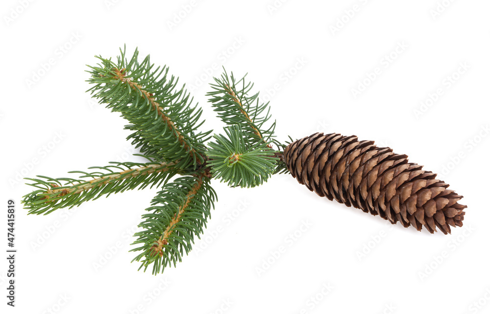Naklejka premium spruce branch with cones isolated